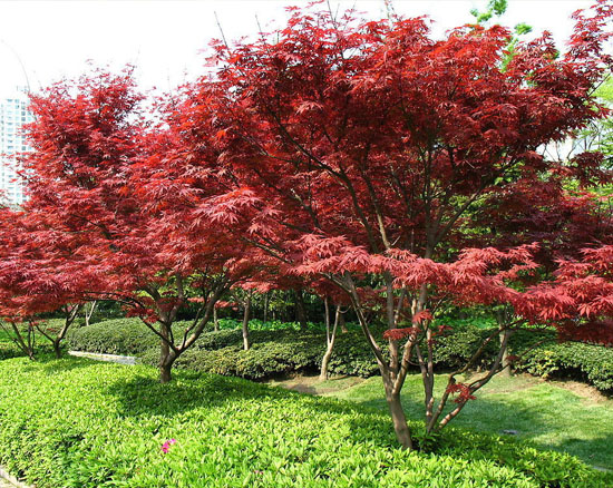 紅楓