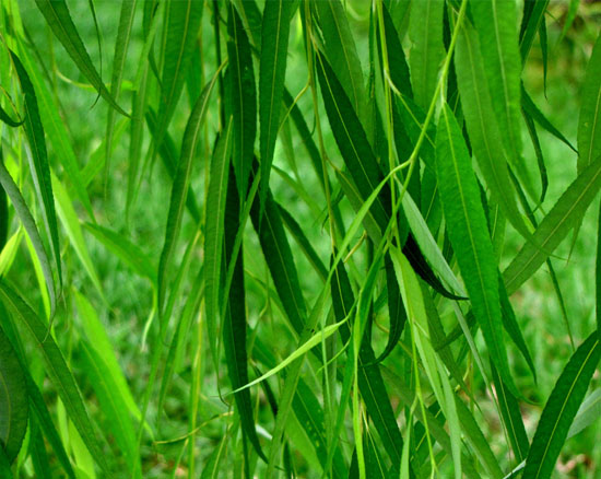 柳樹(shù)