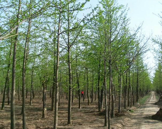種植基地