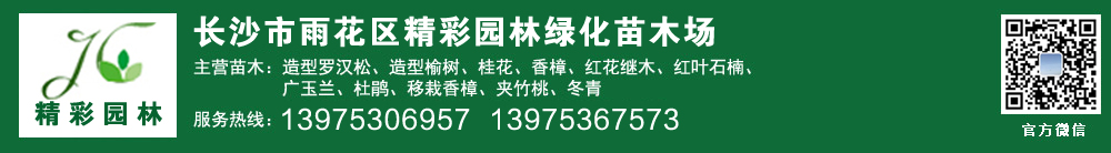 長(zhǎng)沙市雨花區(qū)精彩園林綠化苗木場(chǎng)